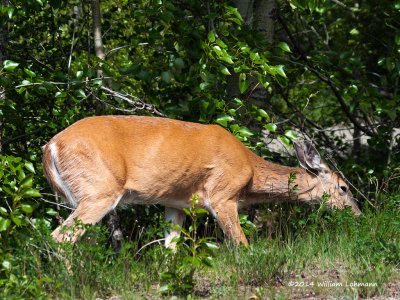 K245216-Deer.jpg