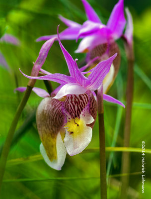 K3A8434-Calypso Orchid.jpg