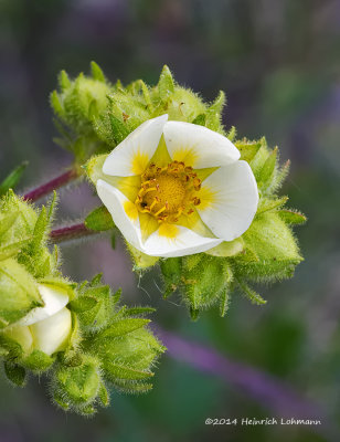 K3B0519-Sticky Cinquefoil.jpg