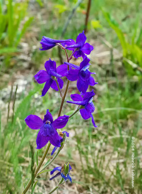 K3B0584-Upland Larkspur.jpg