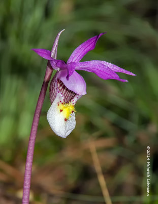 K5H8553-Calypso Orchid.jpg
