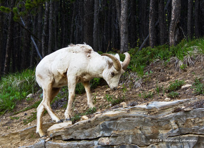 K3A5265-Mountain Sheep.jpg