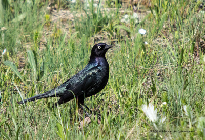 K3A6146-Brewer's Blackbird (male).jpg