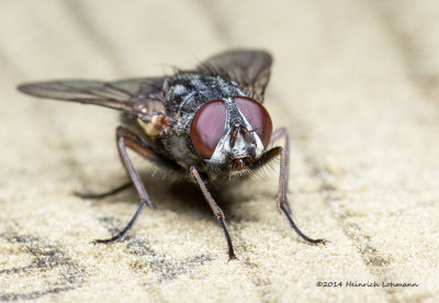 K3B1791-Flesh Fly.jpg