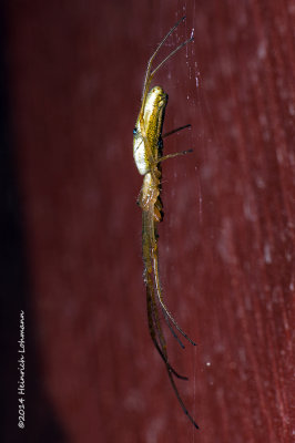 K3B1808-Long-jawed Orb Weaver.jpg
