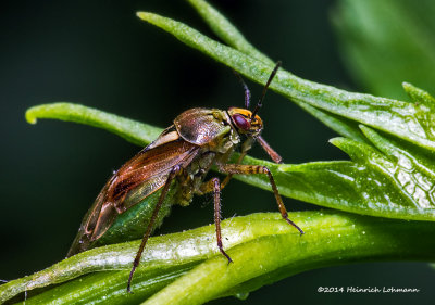 K3B1827-Plant Bug.jpg