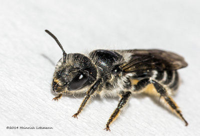 K3B1831-unidentified tiny wasp.jpg