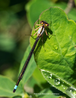 K3A9796-Damselfly-orange bluet.jpg
