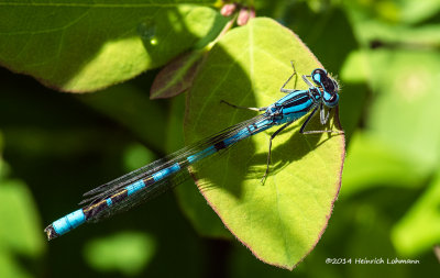 K3A9824-Damselfly-bluet.jpg