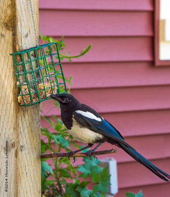 K3B2024-Black-billed Magpie.jpg