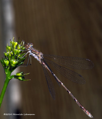 K3B2087-Damsel Fly.jpg