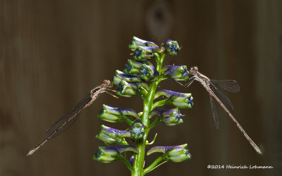 K3B2099-Damsel flies.jpg