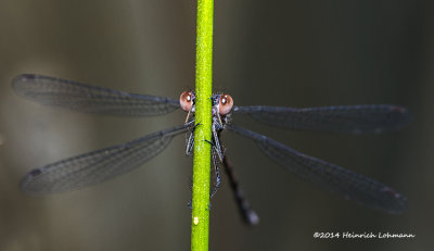 K3B2120-Damsel Fly.jpg
