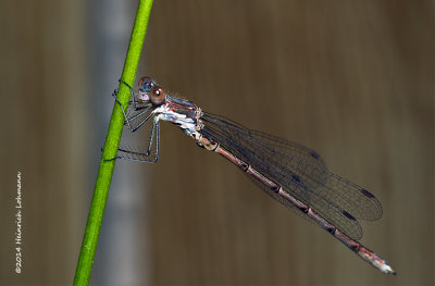 K3B2132-Damsel Fly.jpg