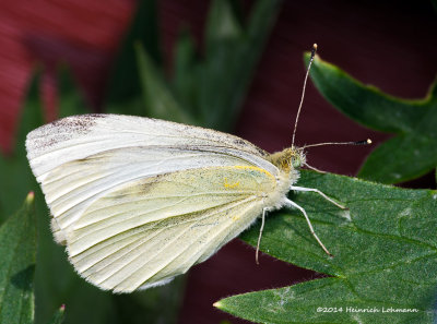 K3B2139-Cabbage Butterfly.jpg
