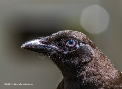 K3B1907-Black-billed Magpie.jpg