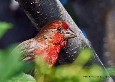 K3B2148-House Finch male.jpg
