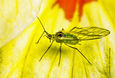 K3B2198-Aphid.jpg