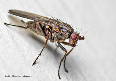 K3B2220-unidentified fly.jpg