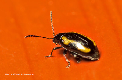K3B2223-unidentified tiny bug-about 2mm total lenght.jpg