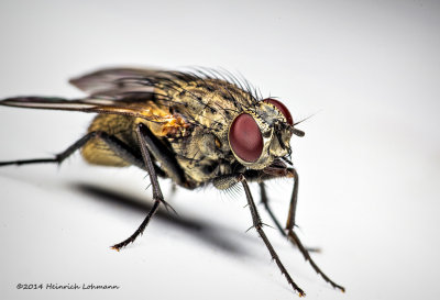 K3B2236-Tachinid Fly.jpg