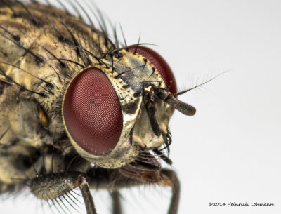 K3B2236a-Tachinid Fly.jpg