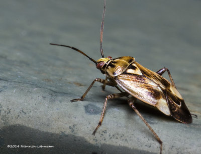 K3B2269-Plant Bug.jpg