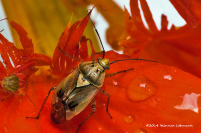 K3B2286-Plant Bug.jpg