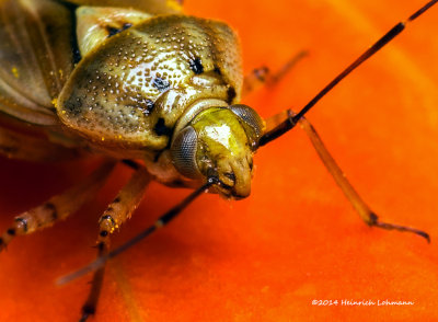 K3B2278-Plant Bug.jpg