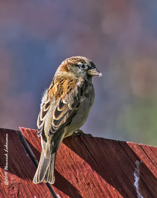 K3B2370-House Sparrow.jpg