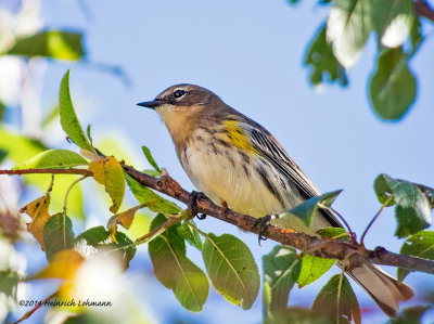 K3B2393-Yellow-rumped Warbler.jpg