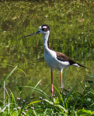 IMP5752-Black-necked Stilt.jpg