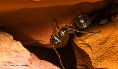 K3B9122-Ant.jpg