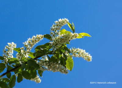 K3B9240-Mayday Tree Blossums.jpg