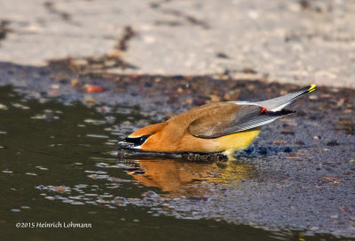 K3C0170-Cedar Waxwing.jpg