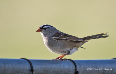 K3C0877-White-crowned Sparrow.jpg