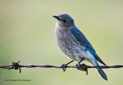 K3C1623-Mountain Bluebird-female.jpg