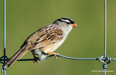 K3C2386-White-crowned Sparrow.jpg