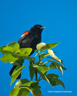 K3C2569-Red-winged Blackbird.jpg