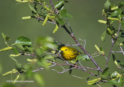 K3C3311-Yellow Warbler-male.jpg