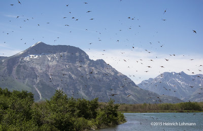 K3C3770-Cliff Swallows.jpg