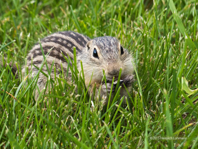 IMP7492-13-lined Ground Squirrel.jpg