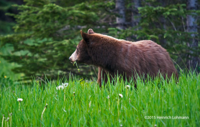 K3C4856-Black Bear.jpg