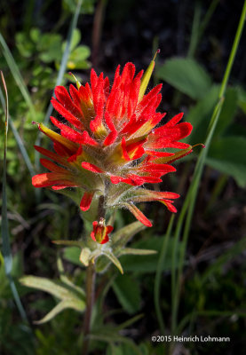 IMP8074-Indian Paintbrush.jpg