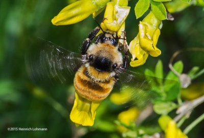 K3C1358-Honey Bee.jpg