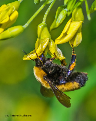 K3C1441-Bumble Bee.jpg