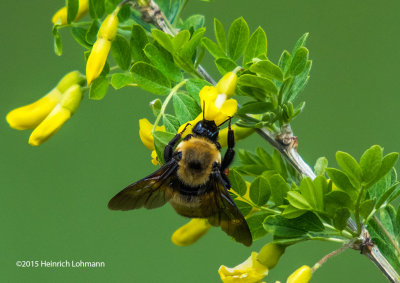 K3C2014-Bumble Bee.jpg