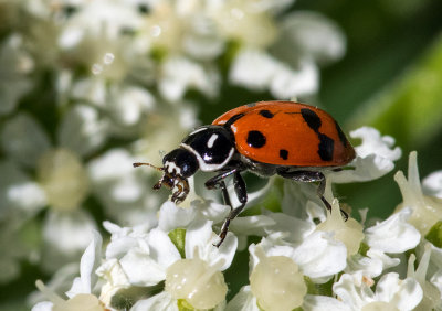 K3C5350-Covergent Ladybug.jpg