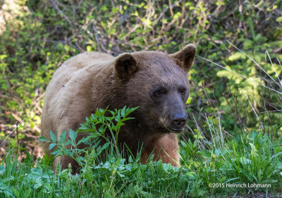 K3C1948-Black Bear.jpg