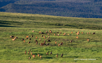 K3C6365-Elk in Waterton Lakes National Park.jpg